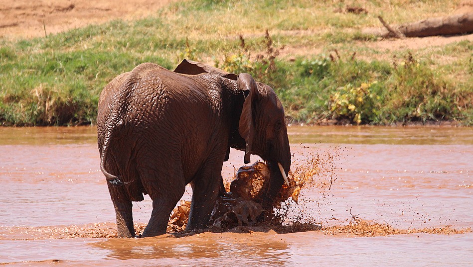 Elefanten im Samburu