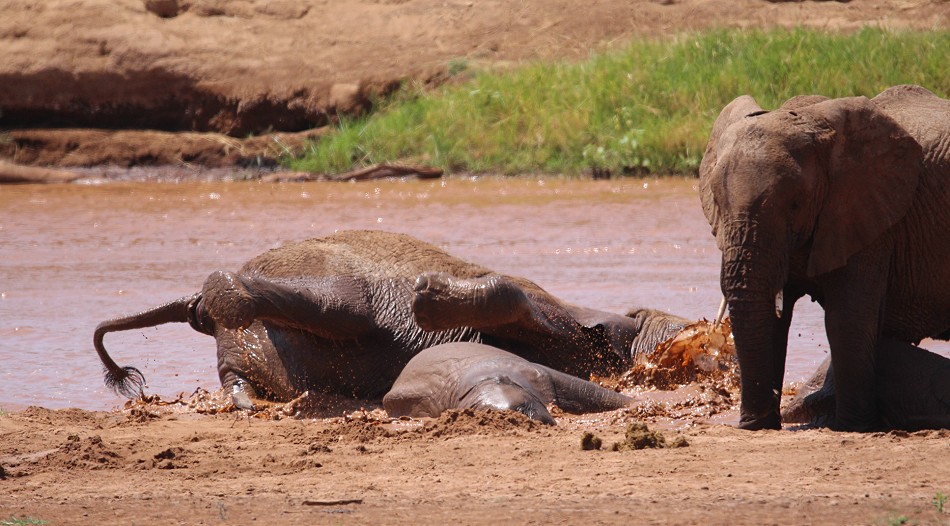Elefanten im Samburu