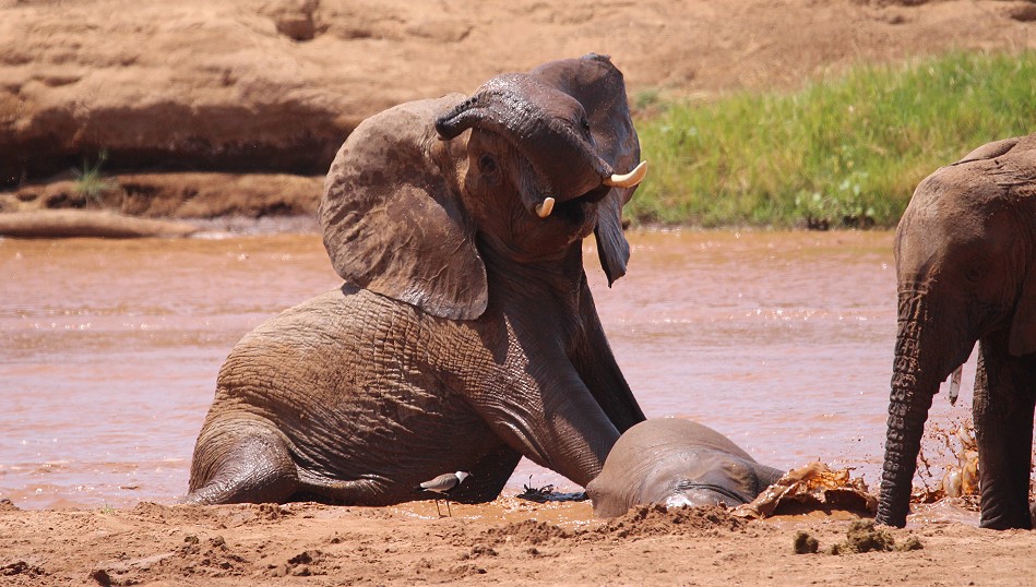 Elefanten im Samburu