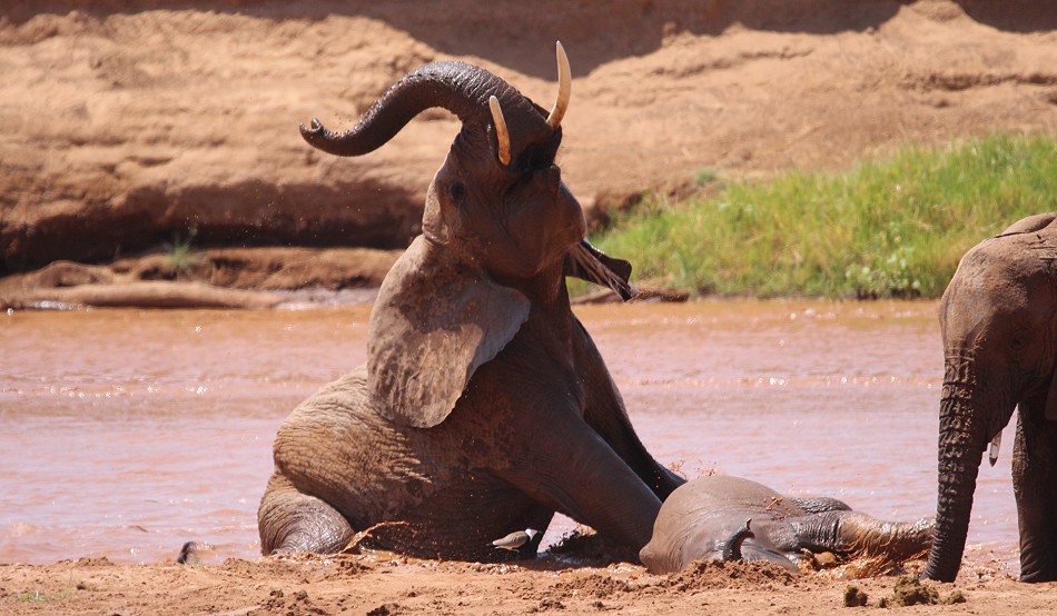 Elefanten im Samburu