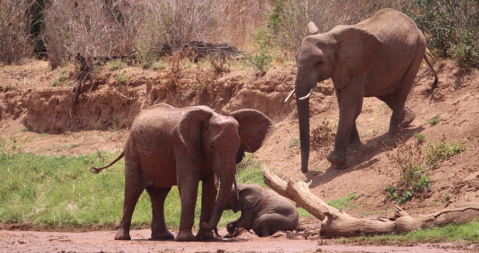 Elefanten im Samburu Reservat