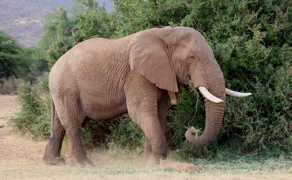 Elefanten im Samburu Reservat