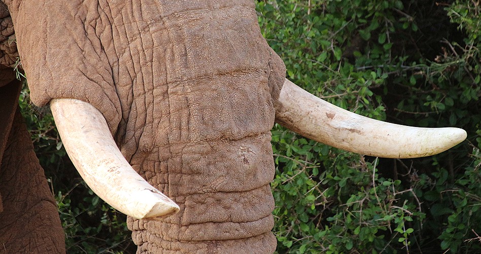Elefanten im Samburu Reservat