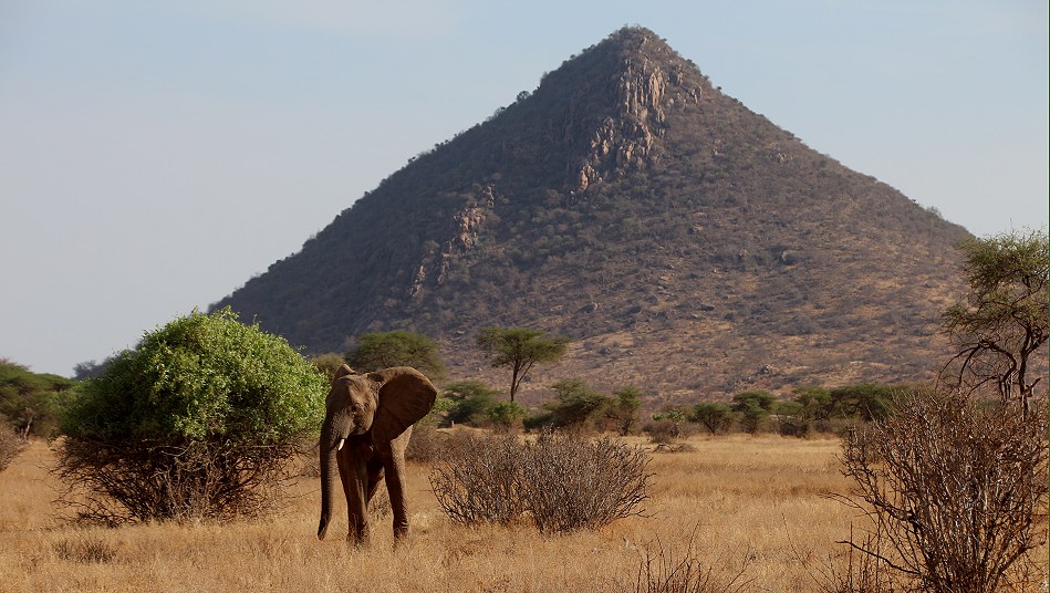 Elefant im Samburu Reservat