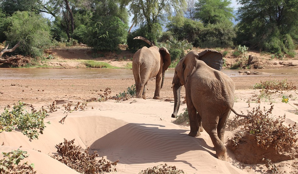 Elefanten im Samburu Reservat