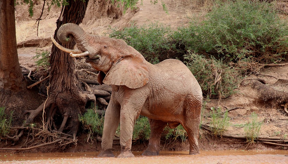 Soroi Larsens Samburu Camp - Samburu Reservat