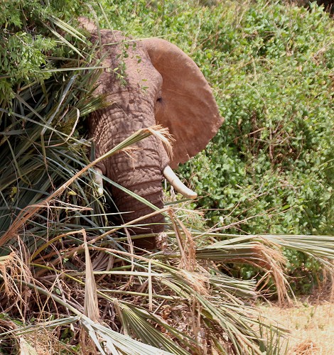rote Elefanten im Samburu Reservat