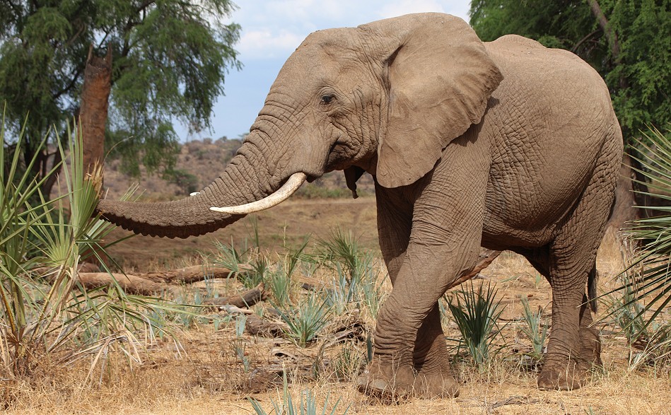 rote Elefanten im Samburu Reservat
