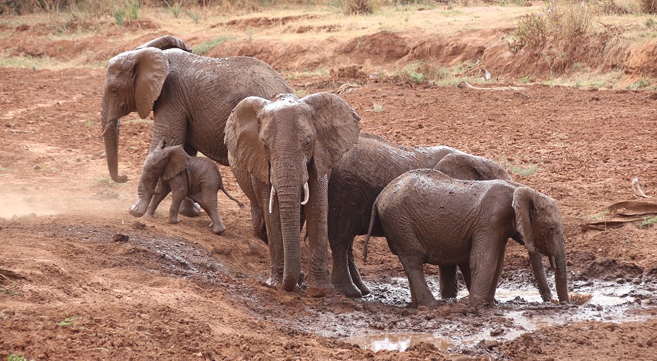 rote Elefanten im Samburu Reservat