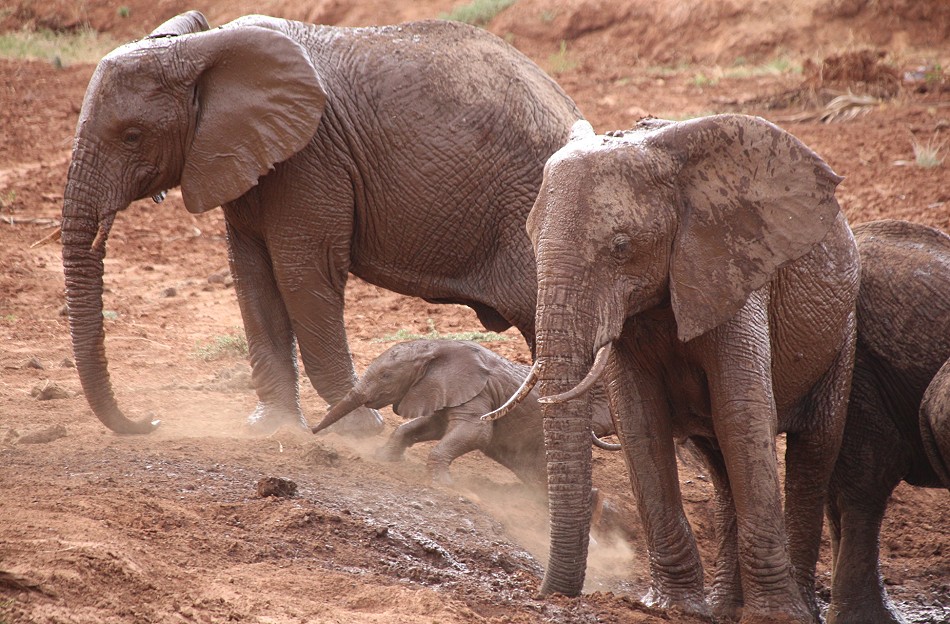 rote Elefanten im Samburu Reservat