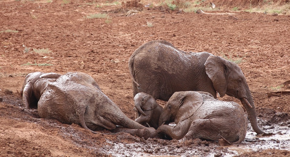 rote Elefanten im Samburu Reservat