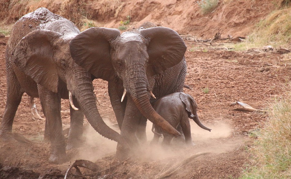 rote Elefanten im Samburu Reservat