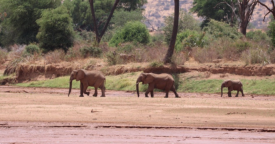 Elefanten durchqueren den Ewaso Ngiro River