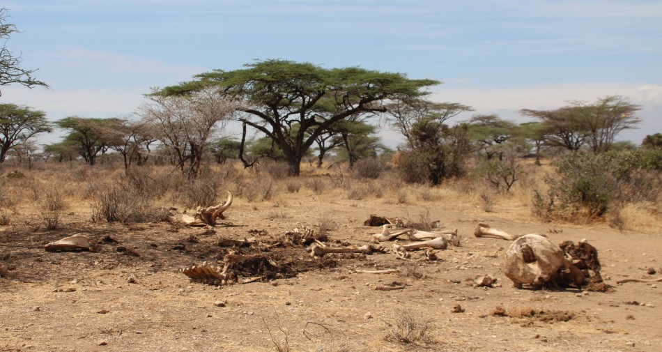 Buffalo Springs Reservat, Elefantenskelett