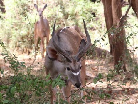 Samburu Game Lodge - Samburu Reservat(am 13.09.23)