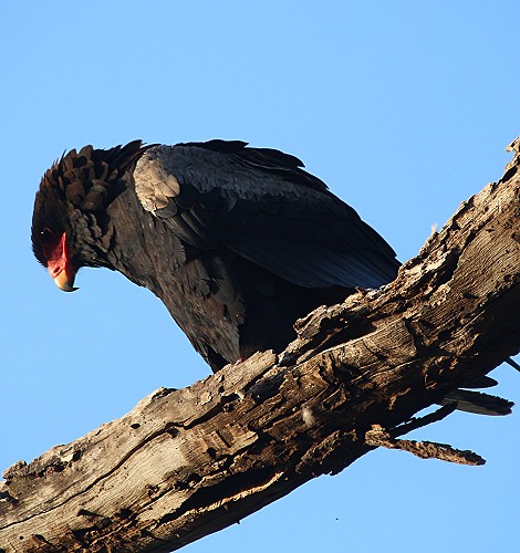 Gaukler im Samburu