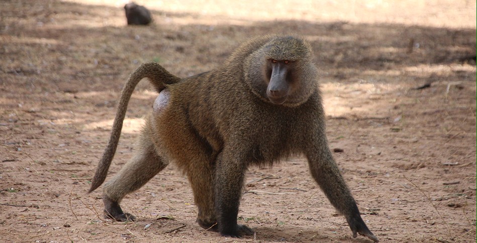 Gelber Pavian im Samburu Reservat