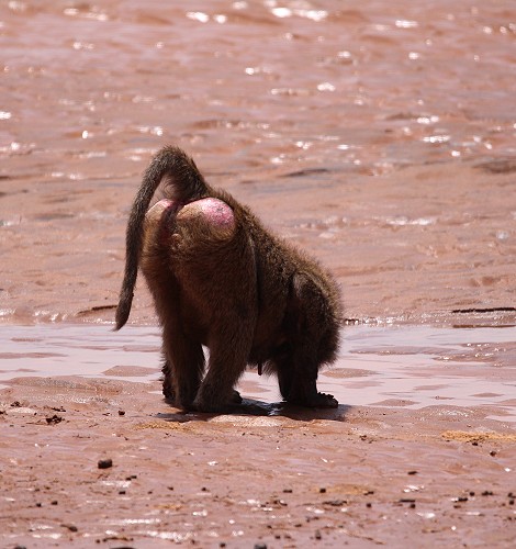 Gelber Pavian im Samburu Reservat
