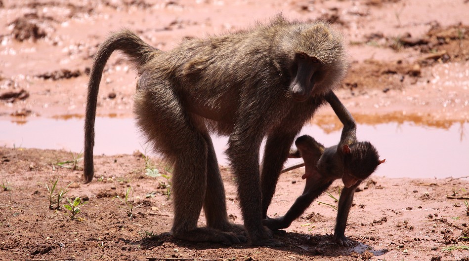Gelber Pavian im Samburu Reservat