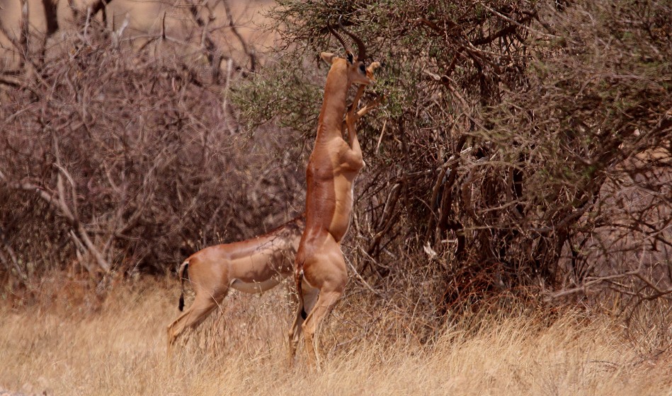 Giraffenhalsantilope, Gerenuk im Samburu Reservat