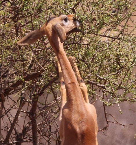 Gerenuk Antilope im Samburu
