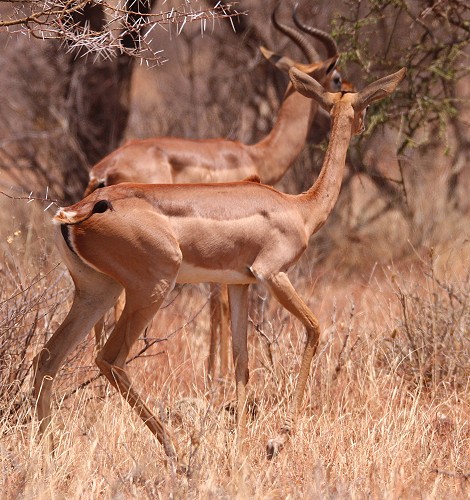 Gerenuk Antilope im Samburu