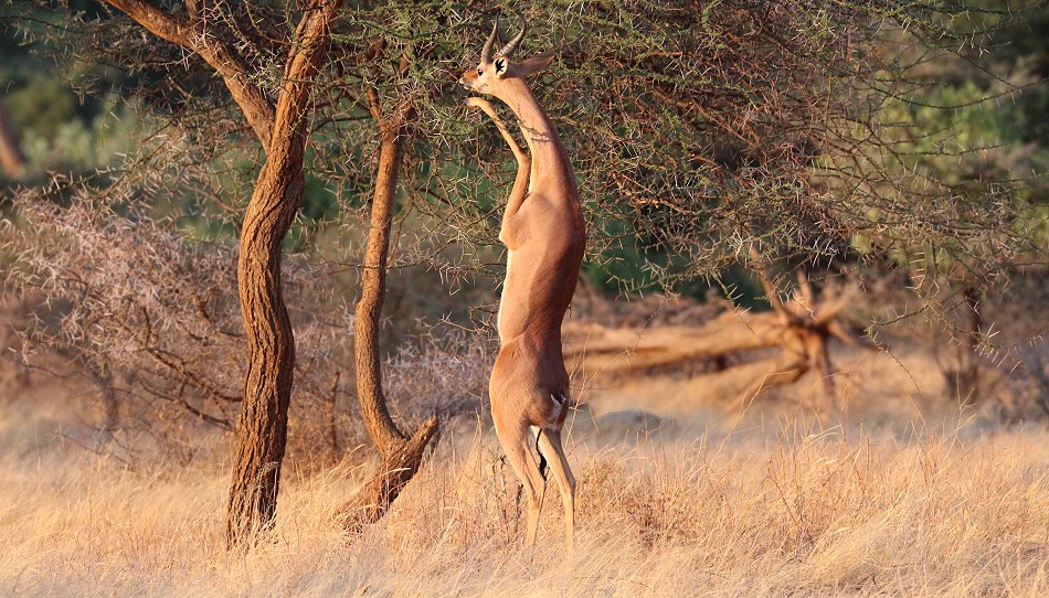 Gerenuk im Samburu