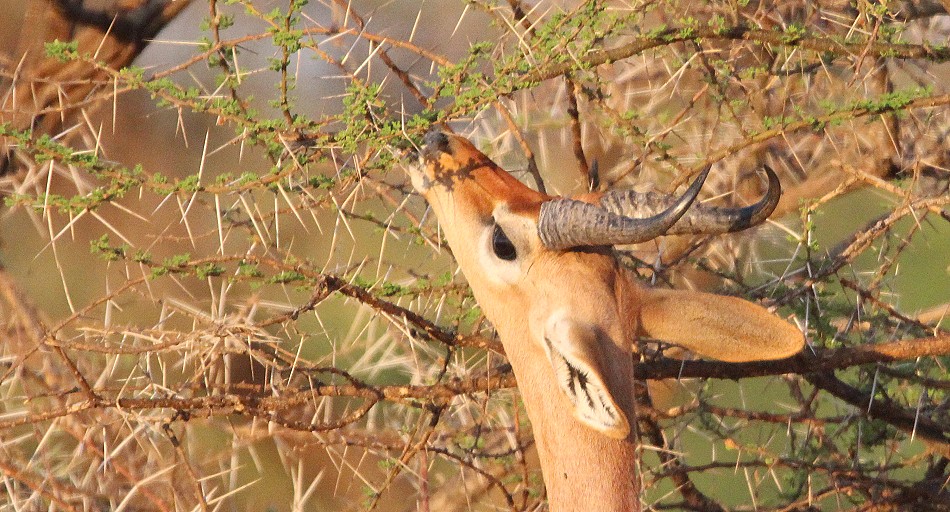 Gerenuk im Samburu
