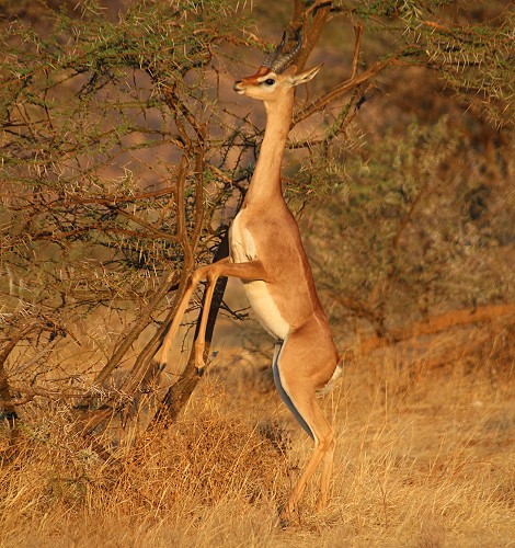 Giraffenhalsantilope im Samburu