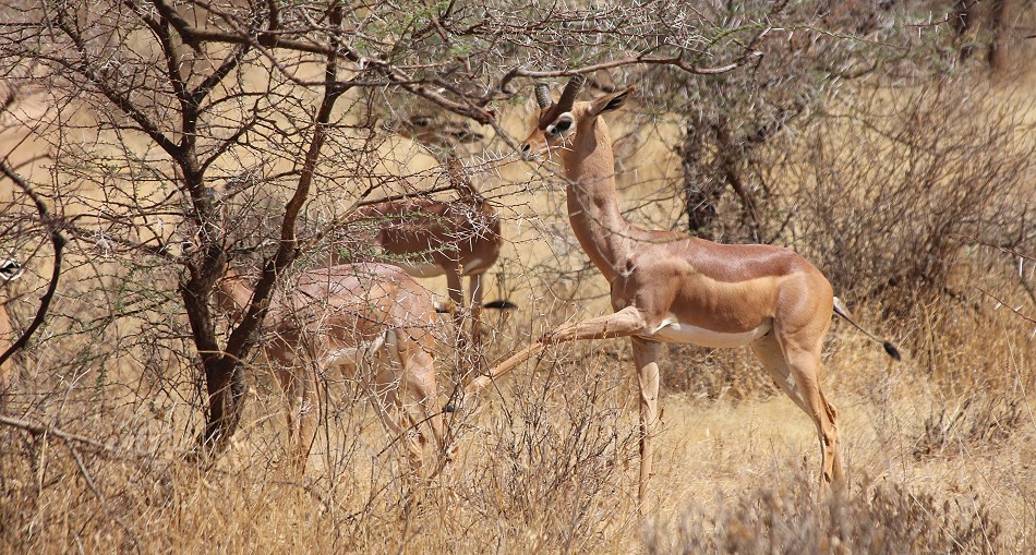 Giraffenhalsantilope im Samburu