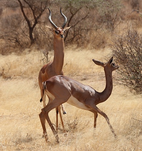 Giraffenhalsantilope im Samburu