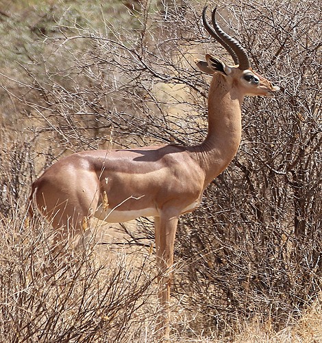 Giraffenhalsantilope im Samburu