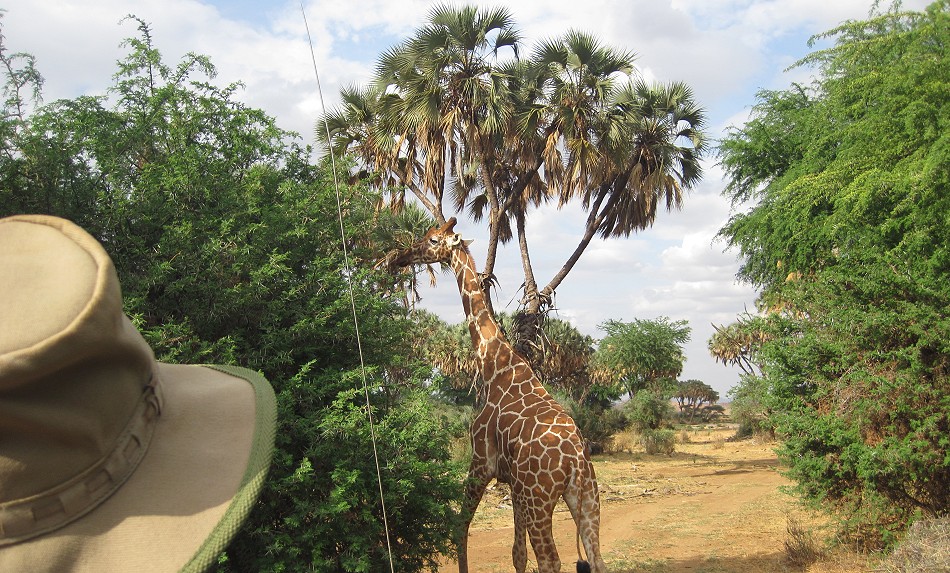 Netzgiraffen im Samburu Reservat