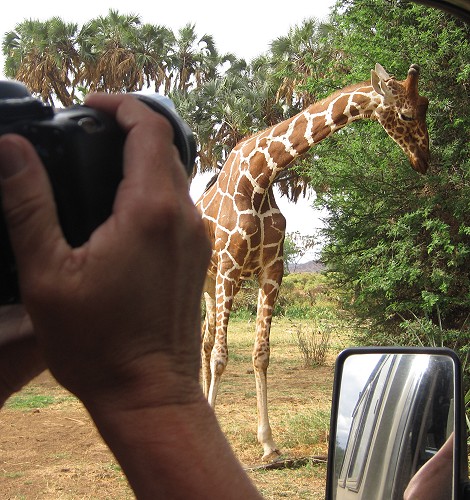 Netzgiraffen im Samburu Reservat