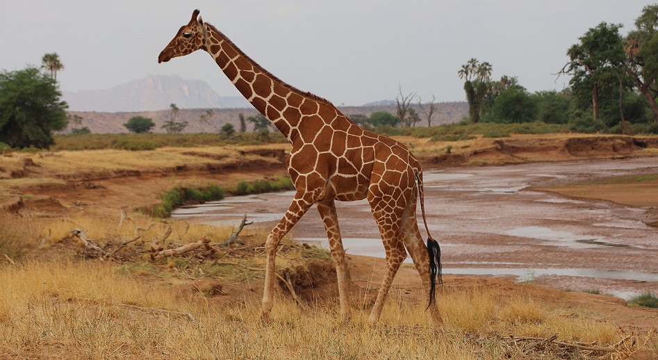 Netzgiraffen im Samburu Reservat
