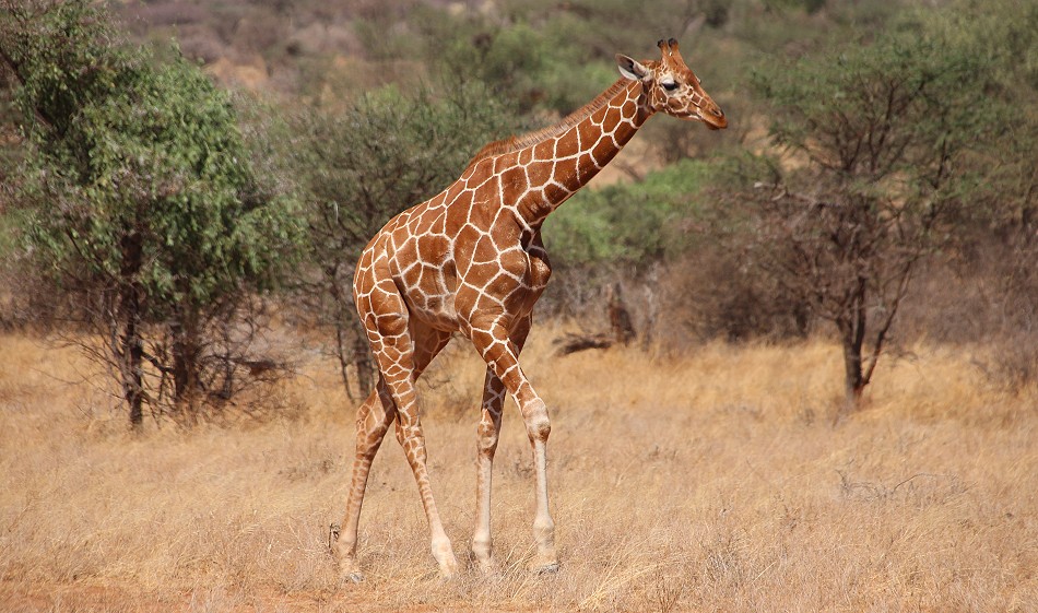 Netzgiraffe im Samburu
