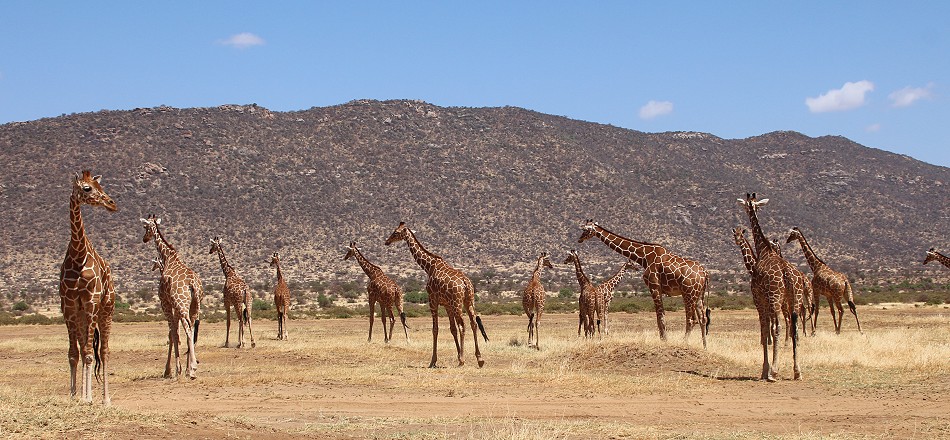 Netzgiraffen im Samburu Reservat
