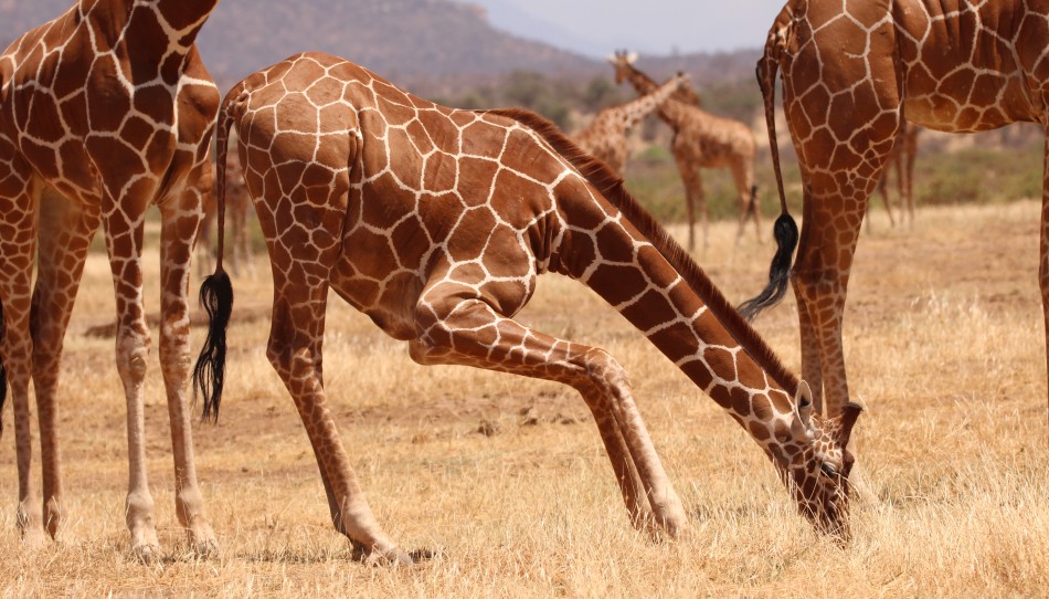 Netzgiraffen im Samburu Reservat
