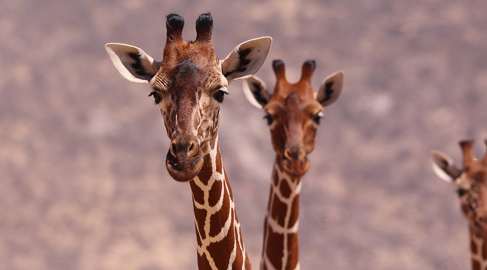 Netzgiraffen im Samburu Reservat