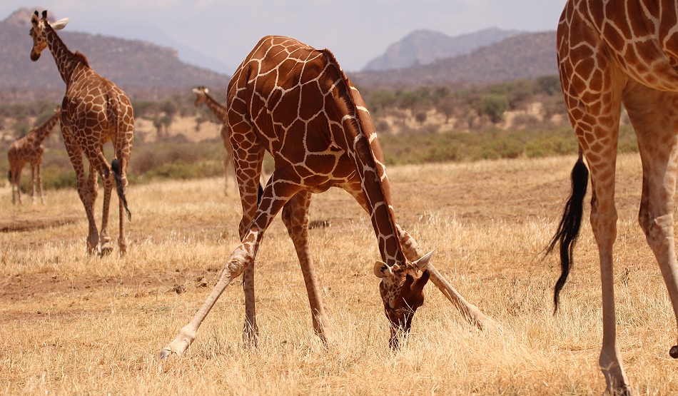 Netzgiraffen im Samburu Reservat