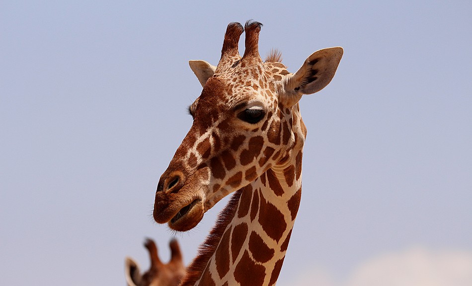 Netzgiraffen im Samburu Reservat
