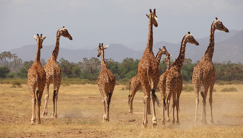 Löwen jagen Giraffen - Samburu