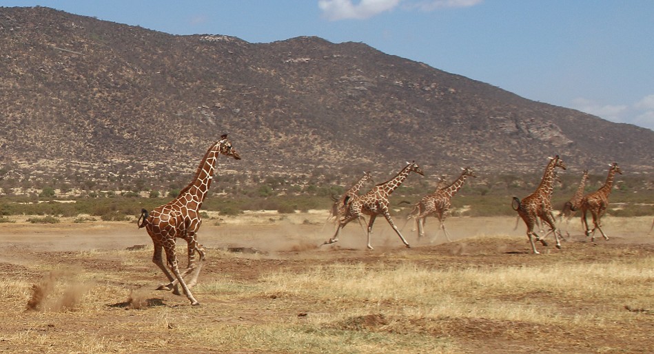Löwen jagen Giraffen - Samburu