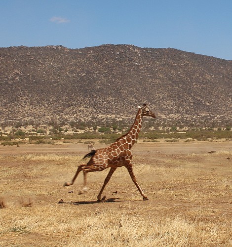 Löwen jagen Giraffen - Samburu