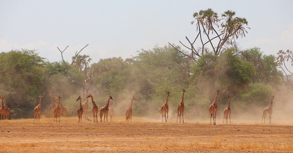 Netzgiraffen werden von Löwen gejagt