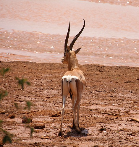 Grant Gazelle im Samburu Reservat