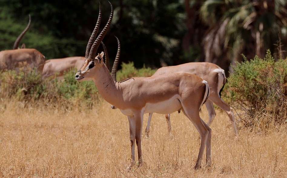 Nördliche Grantgazelle (Nanger notatus) im Samburu