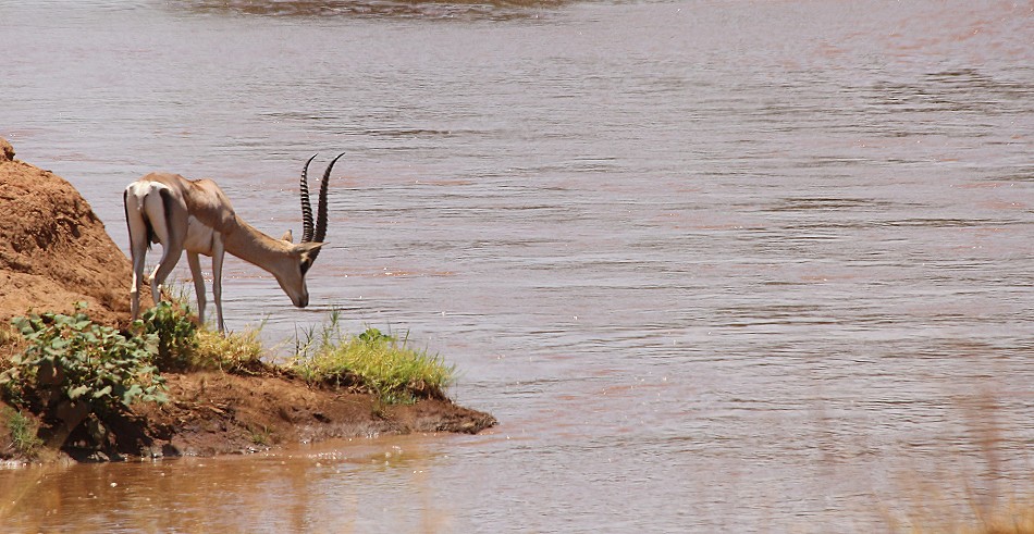 Nördliche Grant Gazelle