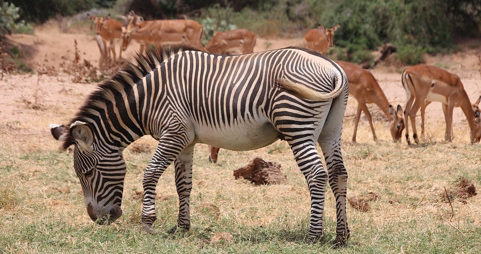 Grevy Zebra im Samburu
