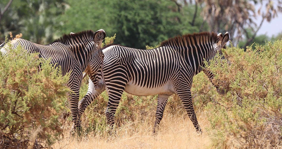 Grevy Zebra im Samburu